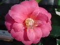 camellia Lady Dare